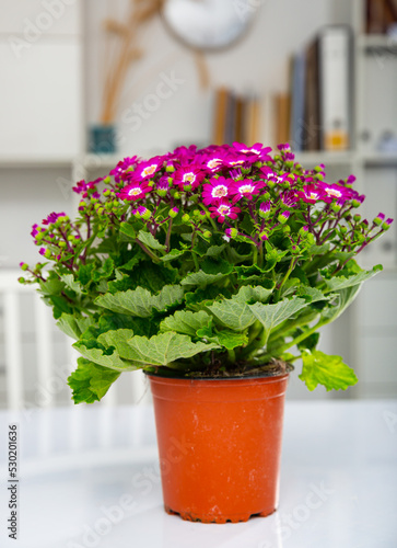 Closeup of colorful blossoming of potted purple Cineraria in office interior photo