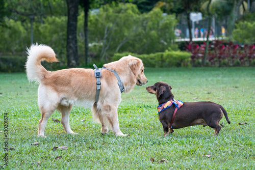 Dog Golden Retriever meeting Dachshund in the park. Dog greeting or socialise concept.