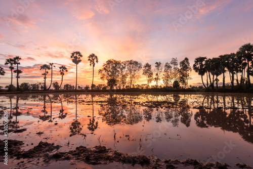 Silhouette of Palmyra palm tree in rice fields in Ta Pa, Vietnam photo