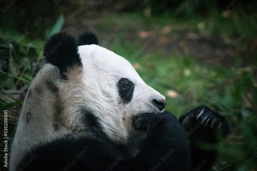 panda sitting in profile surrounded by plants