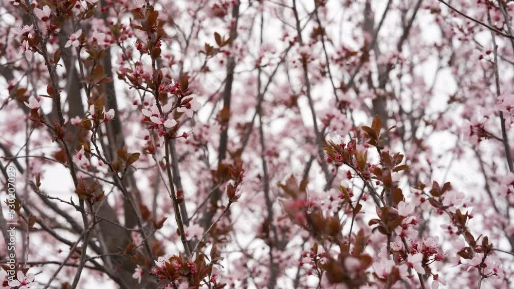 Cherry blossom branches. Sakura time Cherry blossom branches. Sakura time