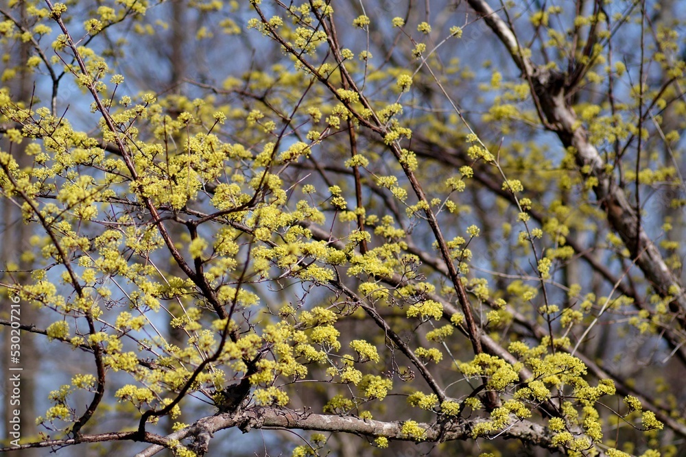サンシュユの花
サンシュユの花