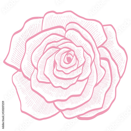 Pink Rose Bud Flower Floral Doodle Line Art Hand Drawing Illustration