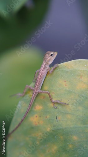 A little chameleon sits on a monstera leaf.