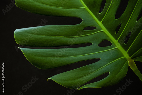 Monstera Leaf on Black Background