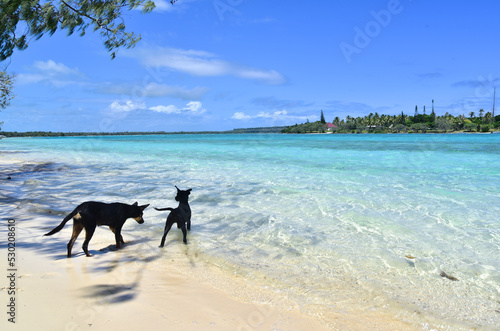 ニューカレドニアの海と子犬