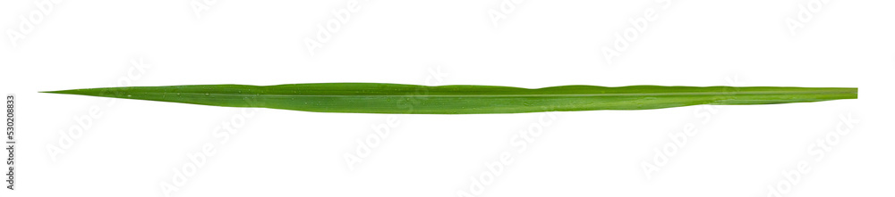 Blades of grass isolated on white background included clipping path. Blades of grass isolated on white background included clipping path.