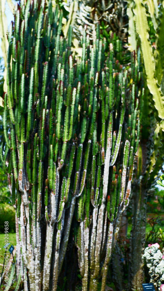 Obraz premium Large coboi cacti that are in the garden