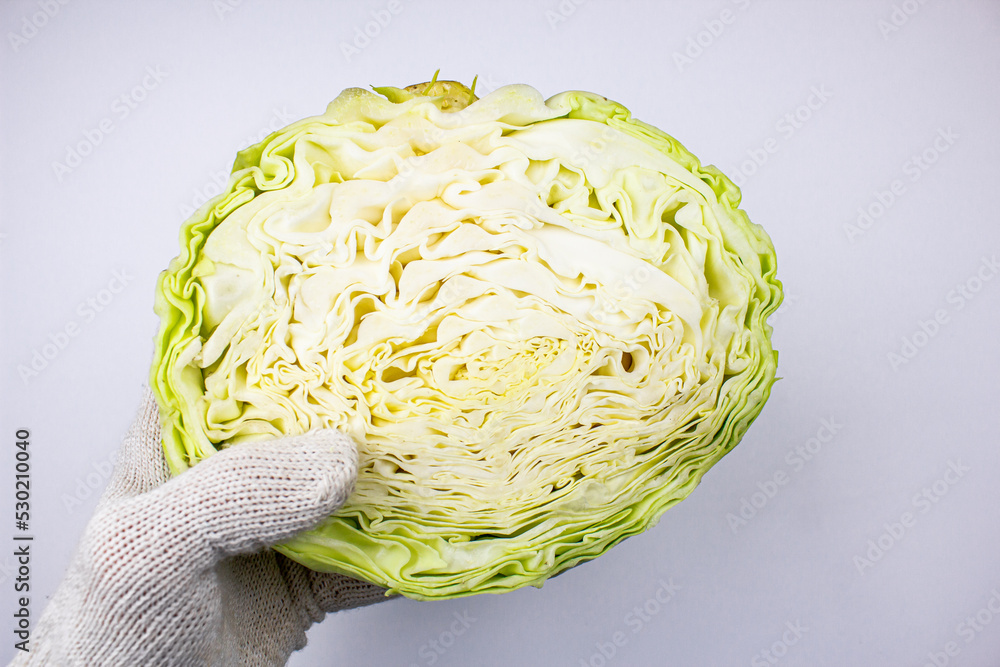 Obraz premium The farmer holds white cabbage on a white isolated background.