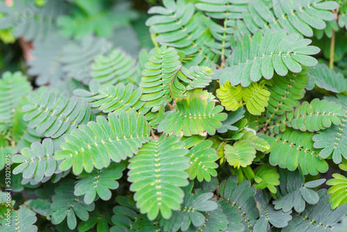 green legume perennial herb mimosa   Mimosa pudica 