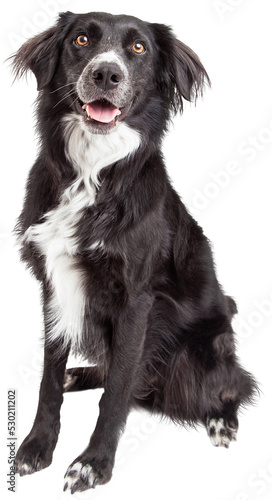 Fotografiet Beautiful Border Collie Mix Breed Dog Sitting - Extracted