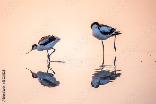 Two Water birds pied avocet, Recurvirostra avosetta, standing in the water in pink sunset light. The pied avocet is a large black and white wader with long, upturned beak