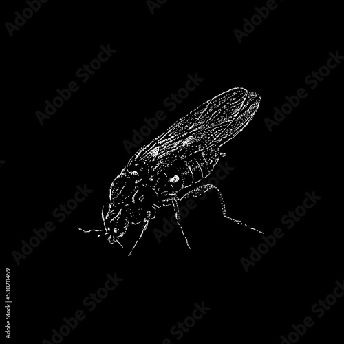 No See Ums hand drawing vector illustration isolated on black background photo