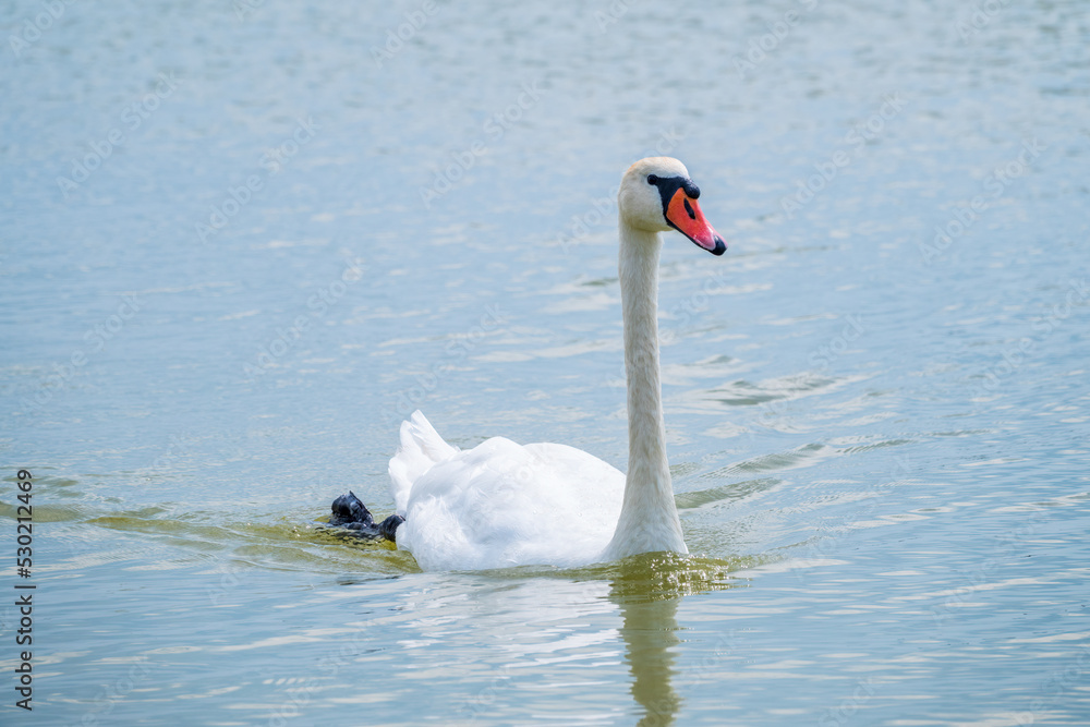 Graceful white Swan swimming in the lake, swans in the wild. Portrait of a white swan swimming on a lake. Graceful white Swan swimming in the lake, swans in the wild. Portrait of a white swan swimming on a lake.