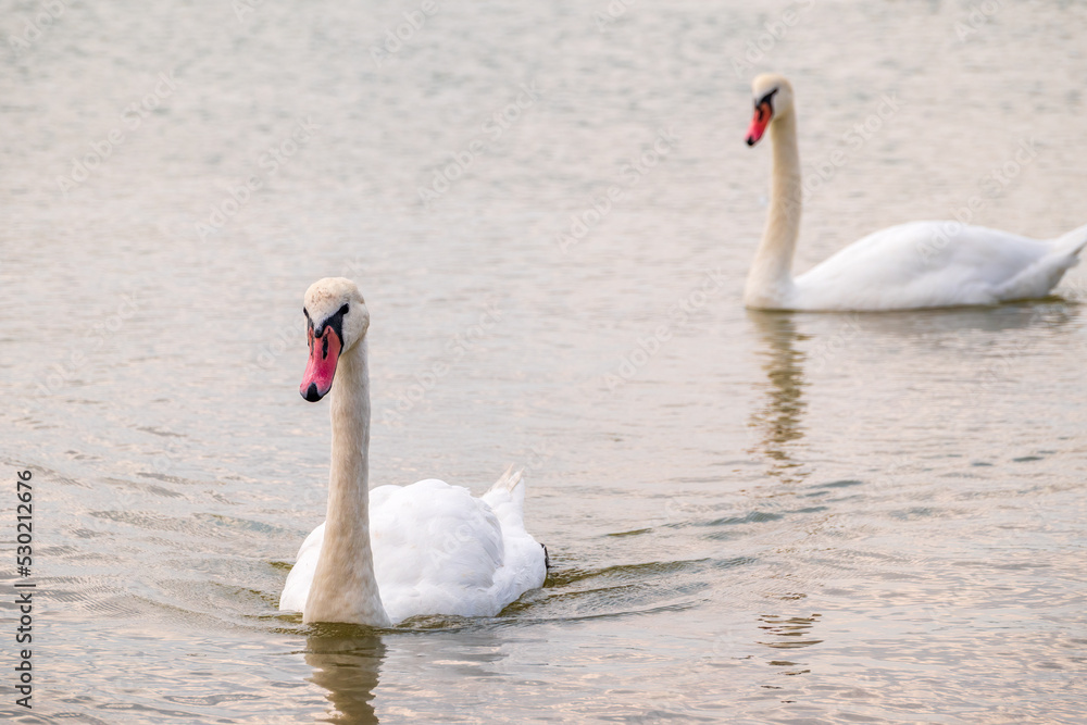 Fototapeta premium Two Graceful white Swans swimming in the lake, swans in the wild