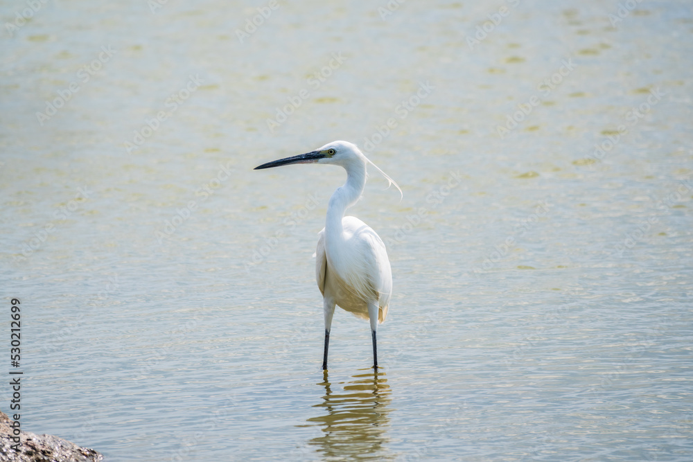 Fototapeta premium The small white heron or Little egret stands in the lake