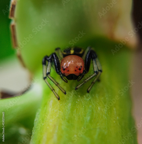 closeup of a spider on a leaf © Saikat