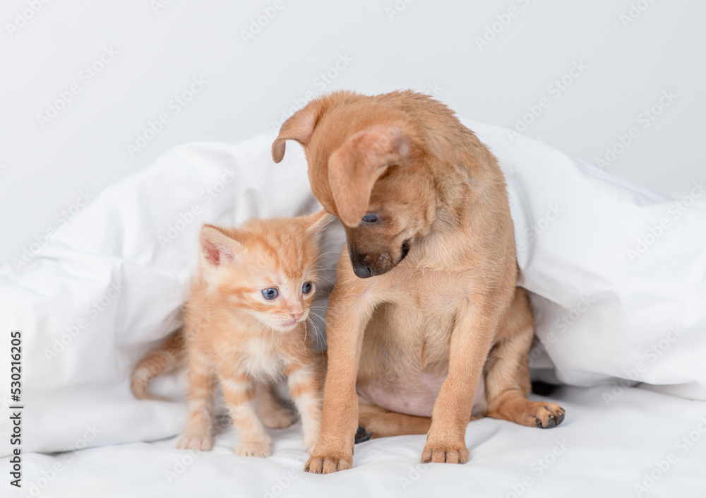 Playful Toy terrier puppy and ginger kitten sit together under white warm blanket on a bed at home
