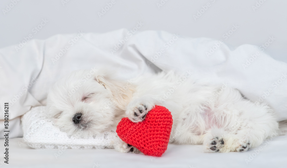 Cute lapdog puppy sleeps on a bed at home with red heart. Valentines day concept Cute lapdog puppy sleeps on a bed at home with red heart. Valentines day concept