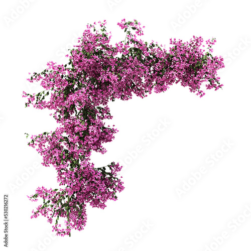 Tela 3d rendering of Bougainvillea creeping isolated