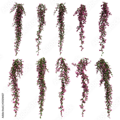 3d rendering of  Bougainvillea hanging isolated photo