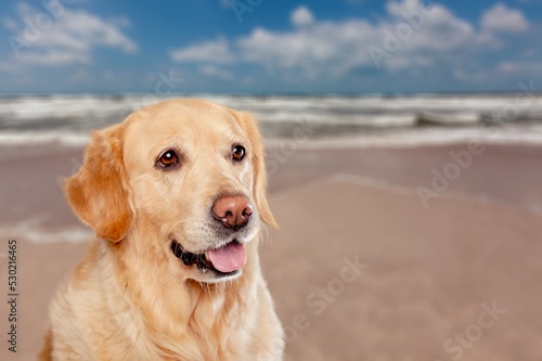 Fototapeta Naklejka Na Ścianę i Meble -  a beautiful dog standing on sand in a beach at summer