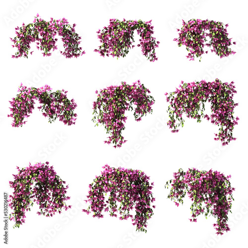 3d rendering of  Bougainvillea hanging isolated