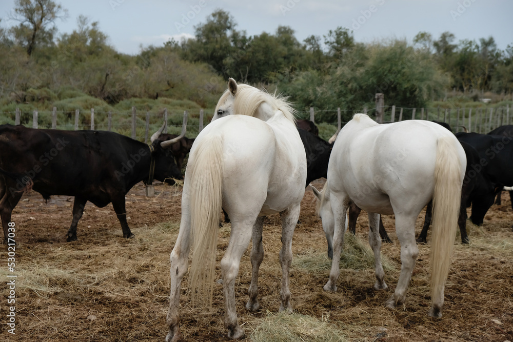 Beautiful white horses and black bulls in the natural environment. Horse's buttocks. Delta of the Rhone River. Camargue symbol. View from a tourist boat. Beautiful white horses and black bulls in the natural environment. Horse's buttocks. Delta of the Rhone River. Camargue symbol. View from a tourist boat.