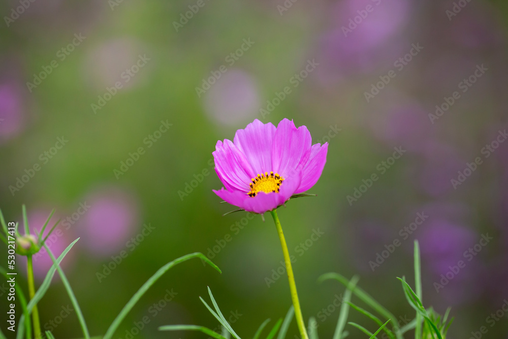 Close up photo of pink cosmos flower and blurred background. Close up photo of pink cosmos flower and blurred background.