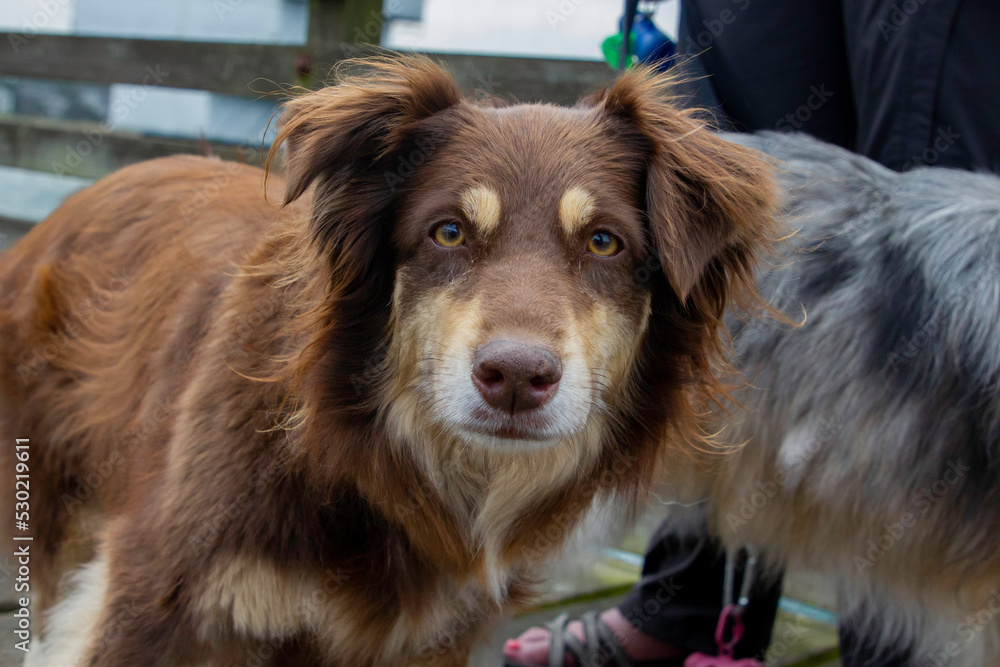 Fototapeta premium A crab sitting on a dock in Newport, Oregon