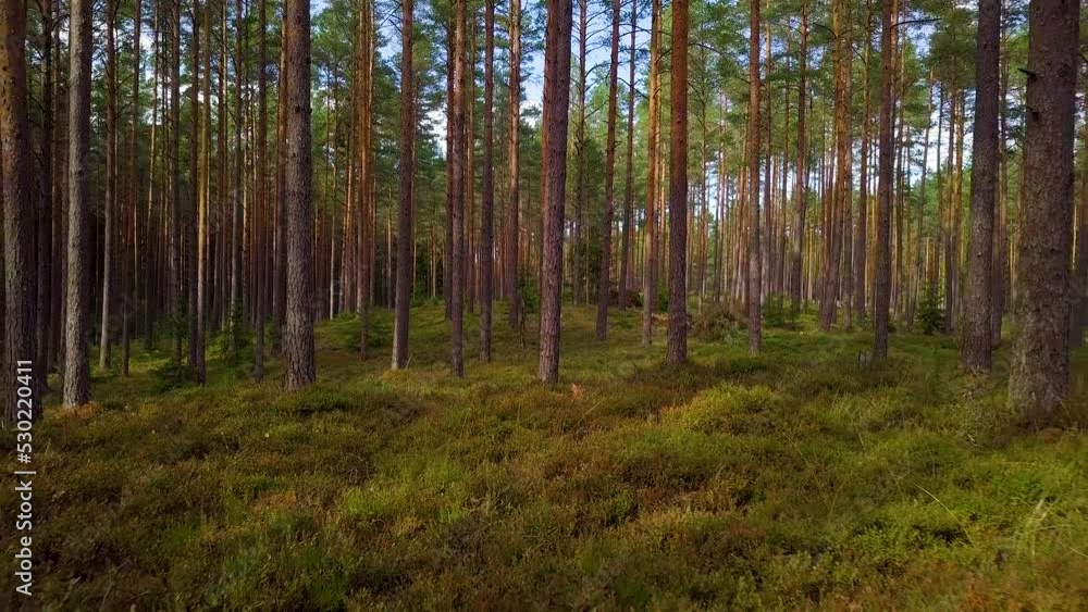Wild pine forest with green moss and heather under the trees, slow aerial shot moving low between trees, sunny autumn day, sunrays and shadows, low wide angle drone shot moving backward Wild pine forest with green moss and heather under the trees, slow aerial shot moving low between trees, sunny autumn day, sunrays and shadows, low wide angle drone shot moving backward