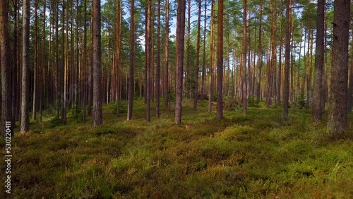 Wallpaper Mural Wild pine forest with green moss and heather under the trees, slow aerial shot moving low between trees, sunny autumn day, sunrays and shadows, low wide angle drone shot moving backward Torontodigital.ca