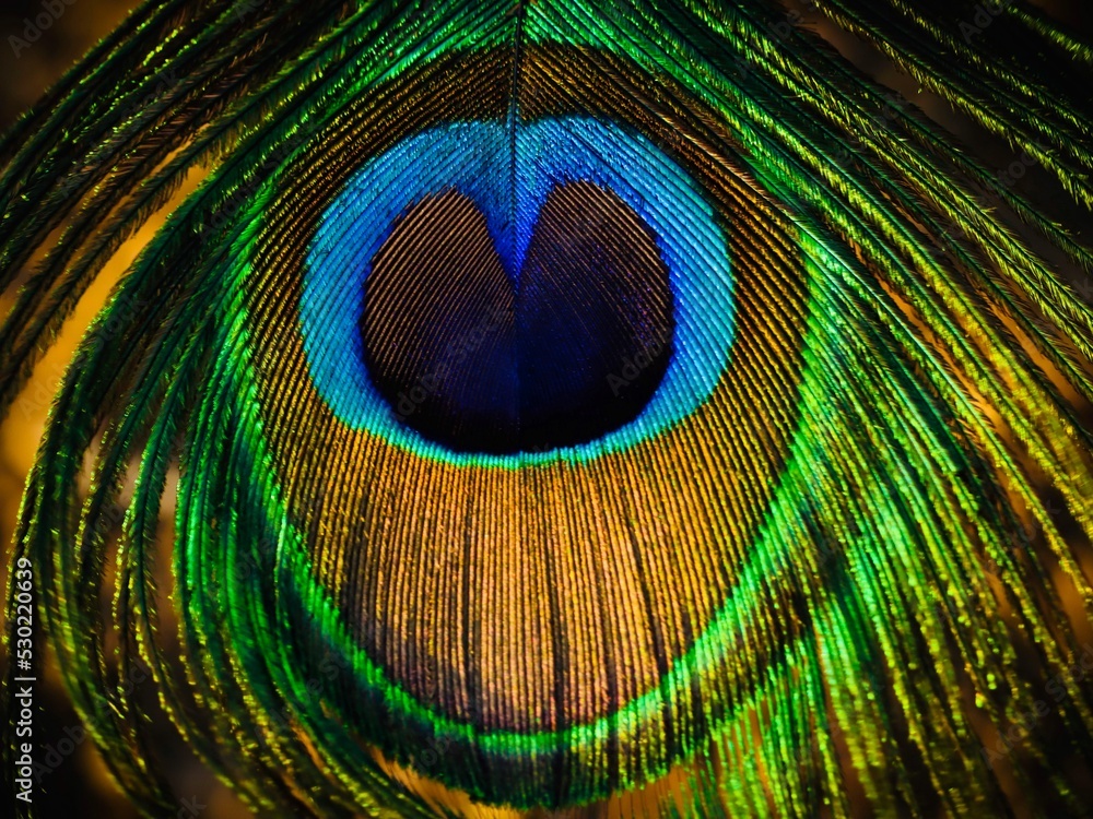 Peacock feather, peafowl feather, feather, abstract, art, design, natural,  background, wallpaper. Janmashtami festival background. Single feather  closeup. Feather texture wallpaper. Stock Photo | Adobe Stock
