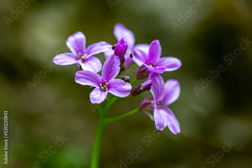 Fototapeta Naklejka Na Ścianę i Meble -  Cardamine pentaphyllos flower in meadow	