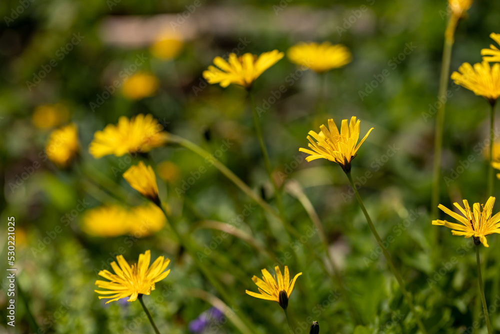 Aposeris foetida flower in meadow, close up
Aposeris foetida flower in meadow, close up