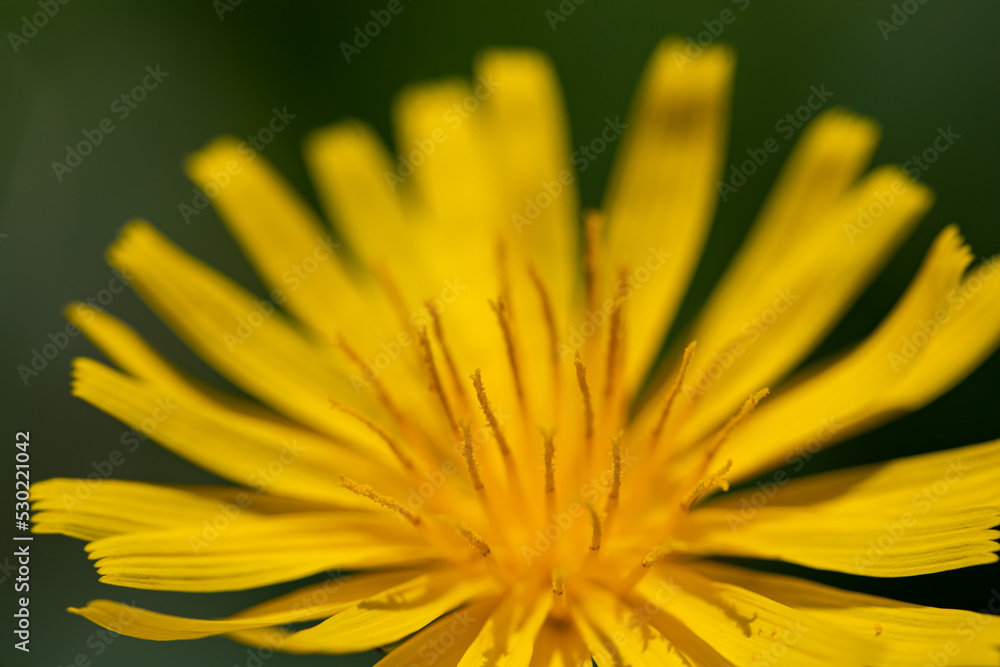 	
Aposeris foetida flower in meadow, close up