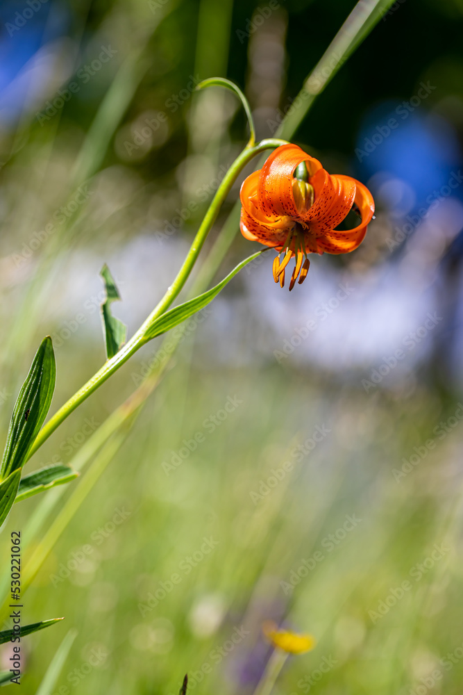 Lilium carniolicum flower growing in meadow, macro Lilium carniolicum flower growing in meadow, macro