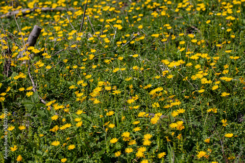 	
Aposeris foetida flower in meadow, close up photo