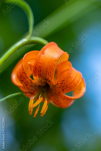 Lilium carniolicum flower growing in meadow, macro	 photo