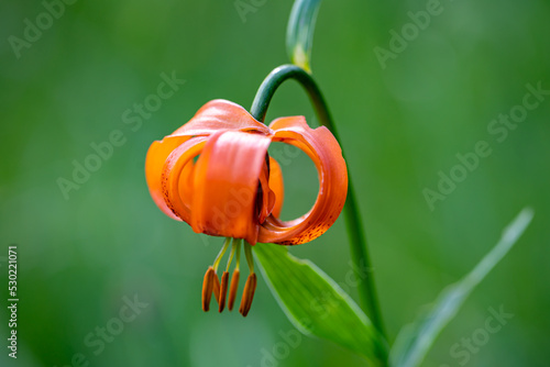 Lilium carniolicum flower growing in meadow, macro	 photo