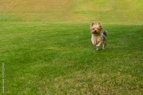 The Yorkshire Terrier runs across the green lawn. copy space