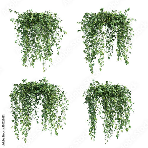 3d rendering of  Epipremnum aureum hanging isolated photo