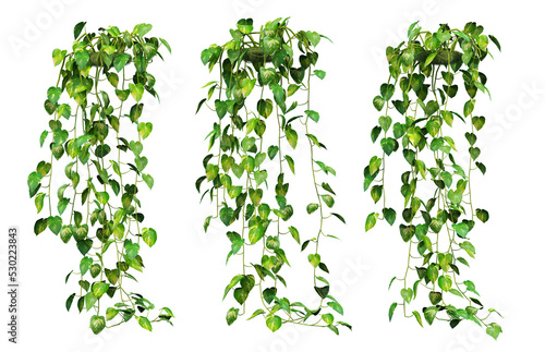 3d rendering of  Epipremnum aureum hanging isolated