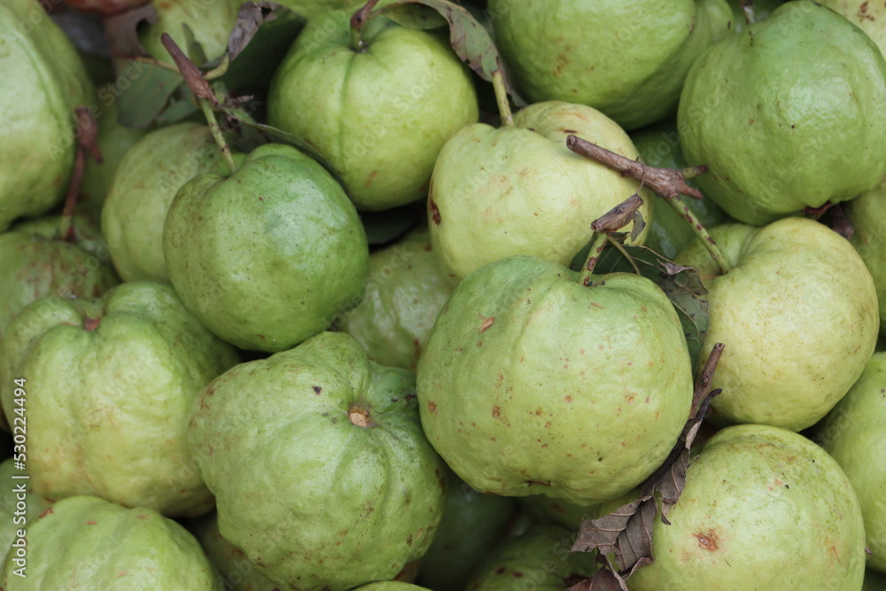 Guava is a common tropical fruit cultivated in many tropical and subtropical regions. The common guava Psidium guajava (lemon guava, apple guava) is a small tree in the myrtle family Myrtaceae. Guava is a common tropical fruit cultivated in many tropical and subtropical regions. The common guava Psidium guajava (lemon guava, apple guava) is a small tree in the myrtle family Myrtaceae.