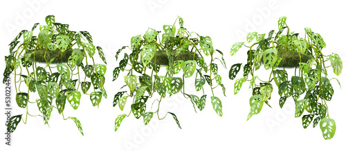 3d rendering of  Monstera Adansonii hanging isolated