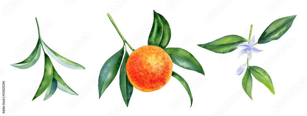 Orange on a branch and leaves with flowers clipart. Watercolor citrus fruit illustration set for design.