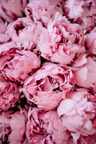 Fototapeta Naklejka Na Ścianę i Meble -  Beautiful tender blossoming tender pink Peony flowers texture, close up view