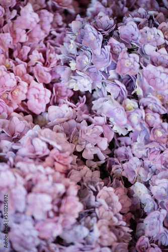 Beautiful blossoming tender purple hydrangea flowers texture  close up view
