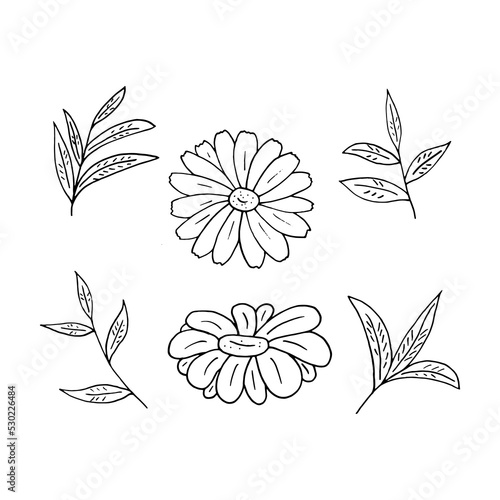 chamomile and tea leaves set hand drawn in doodle style. vector, minimalism, monochrome, scandinavian. icon, sticker.