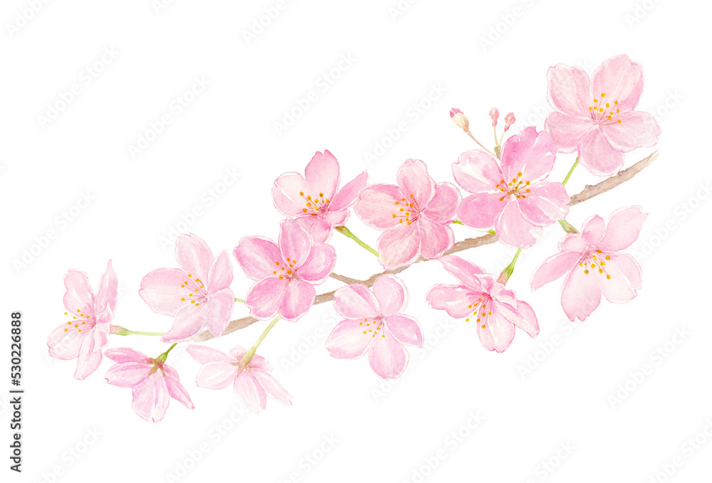 桜の水彩イラスト　背景透過PNG	